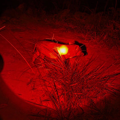 FIELDLUME HR1 red hunting light handheld  flashlight pig hunting